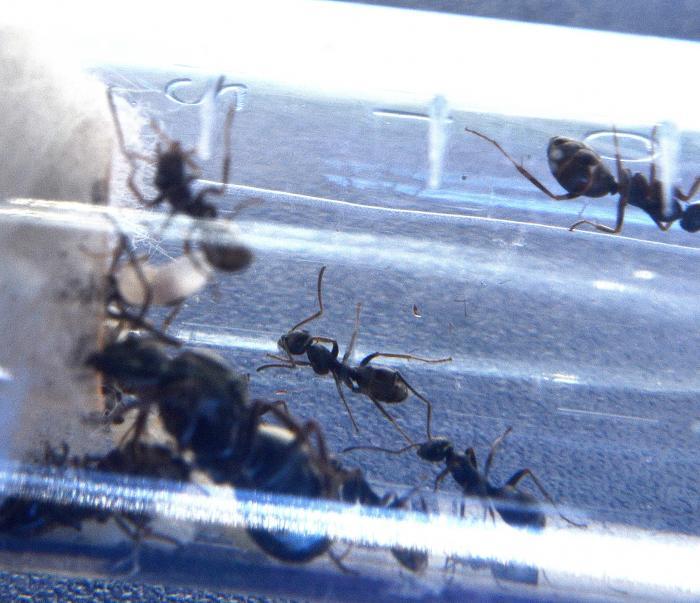 ЕЕ величство королева